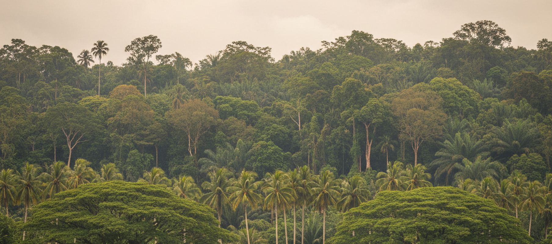 Dense tropical forest canopy in receding layers, slender palms rising through the middle band, broad flat crowns in the foreground, bare pale trunks against a hazy sky.