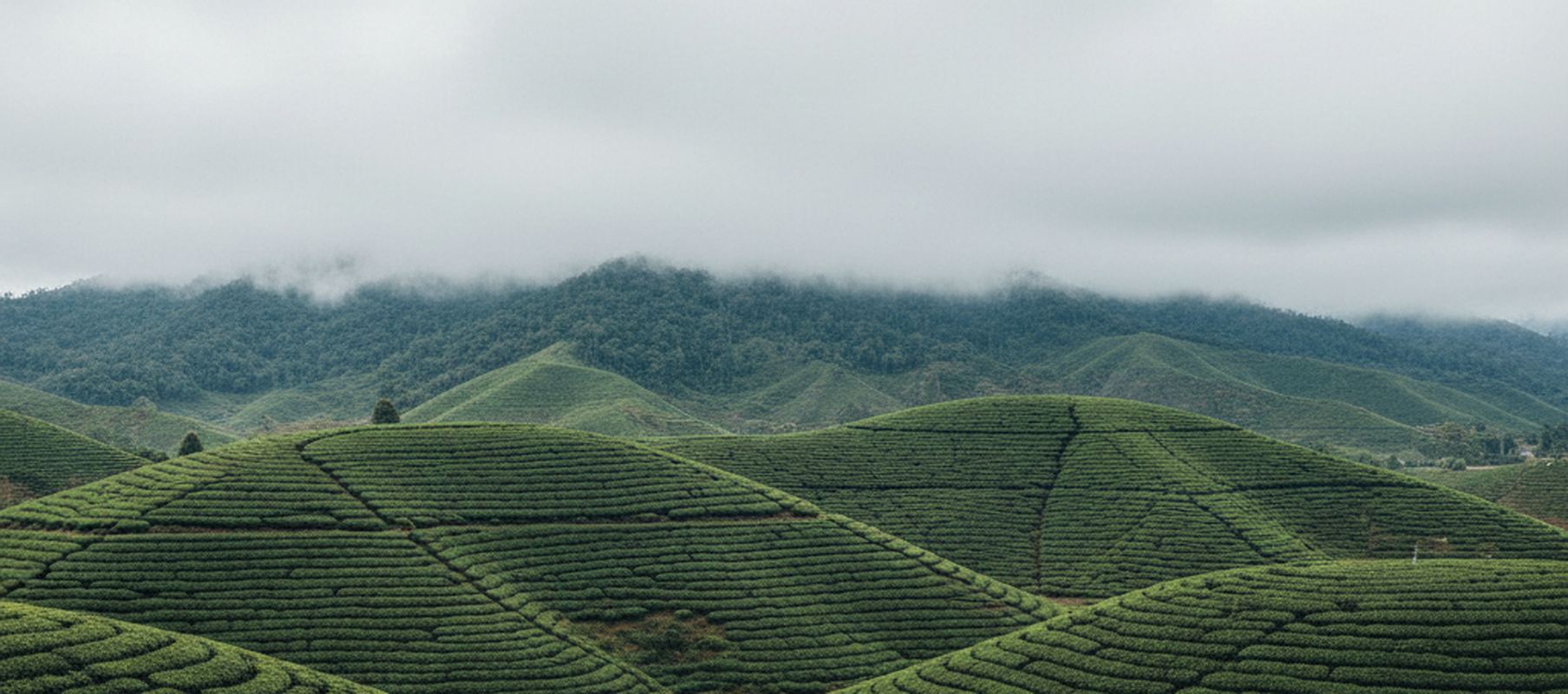 Wide view of a tea covered ridge in the Cameron Highlands under low cloud, rows of bushes running downhill, with no people and nothing written in the frame.